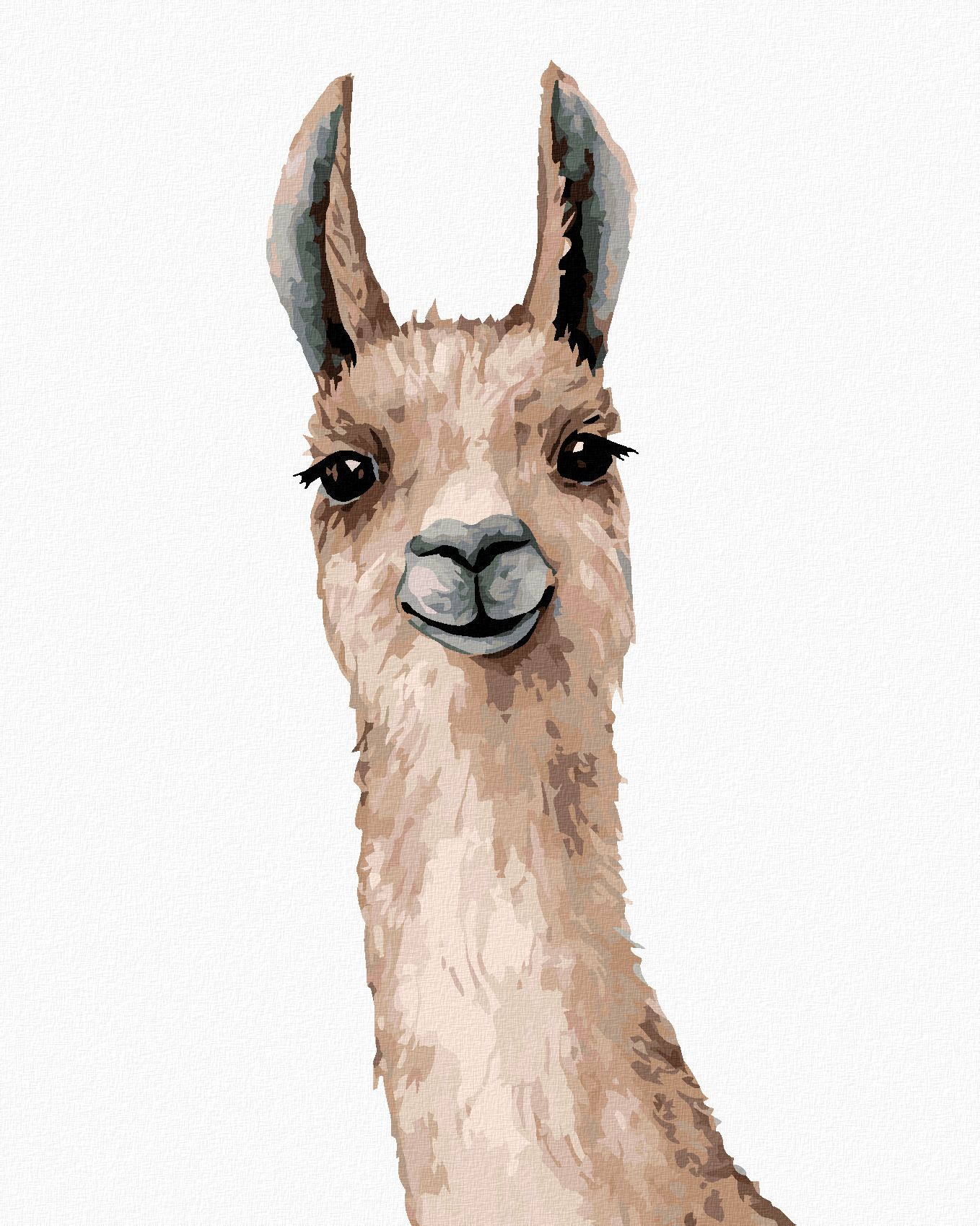 zuty Malování podle čísel - LAMA NA BÍLÉM POZADÍ - Rozměr: 40x50 cm, Rámování: Varianta: vypnuté plátno na rám - obrázek 1
