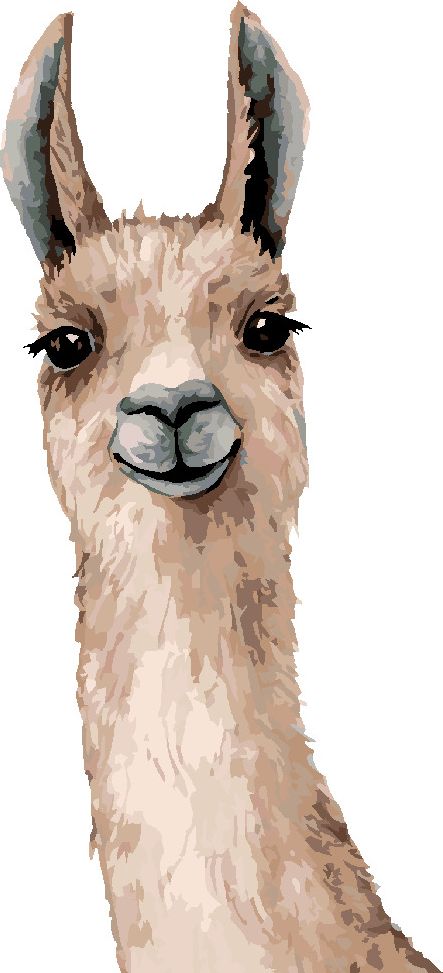 zuty Malování podle čísel - LAMA NA BÍLÉM POZADÍ - Rozměr: 40x50 cm, Rámování: Varianta: vypnuté plátno na rám - obrázek 10