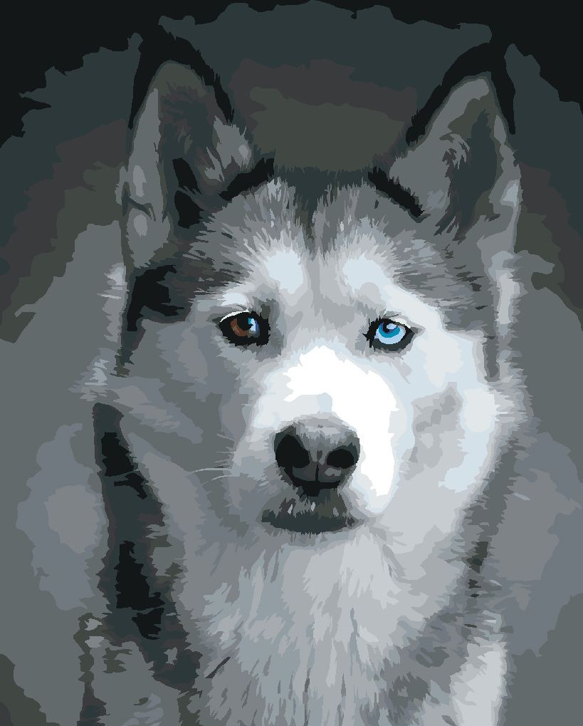 zuty Malování podle čísel - HLAVA HUSKYHO - Rozměr: 40x50 cm, Rámování: Varianta: vypnuté plátno na rám - obrázek 5