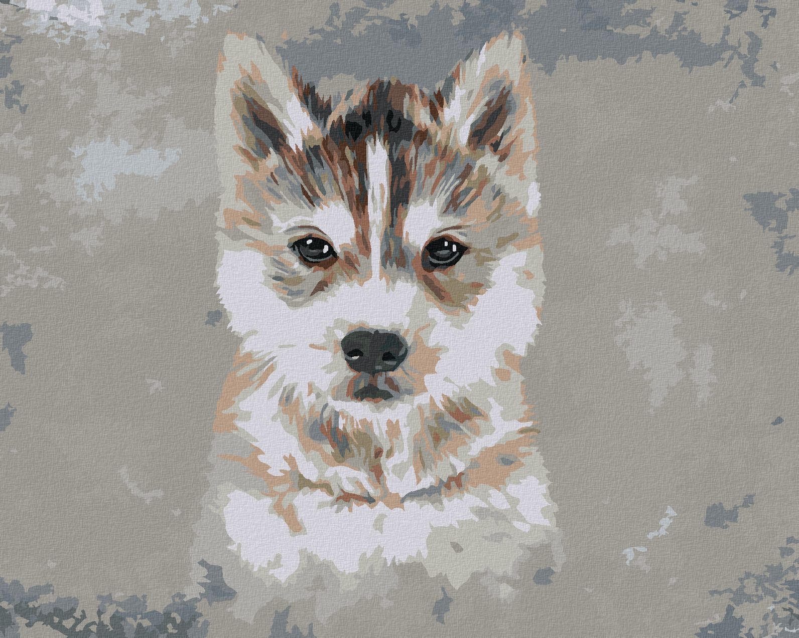 zuty Malování podle čísel - HUSKY NA ŠEDÉM POZADÍ - Rozměr: 40x50 cm, Rámování: Varianta: vypnuté plátno na rám - obrázek 1