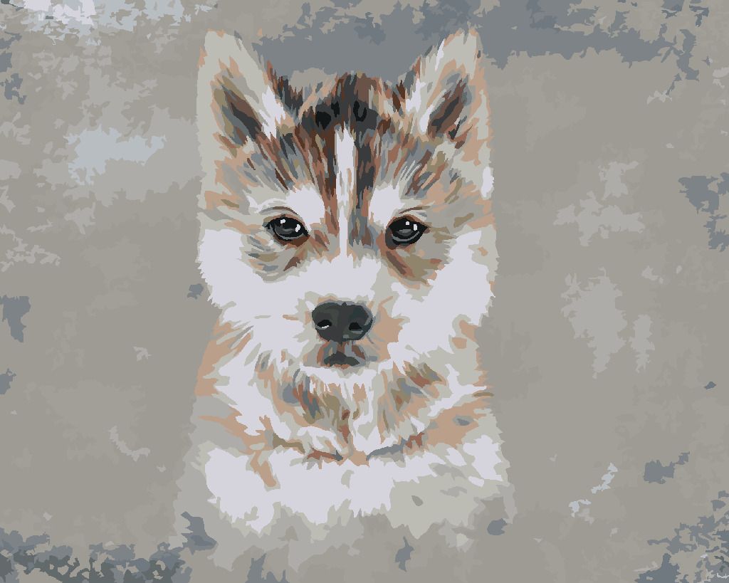 zuty Malování podle čísel - HUSKY NA ŠEDÉM POZADÍ - Rozměr: 40x50 cm, Rámování: Varianta: vypnuté plátno na rám - obrázek 9