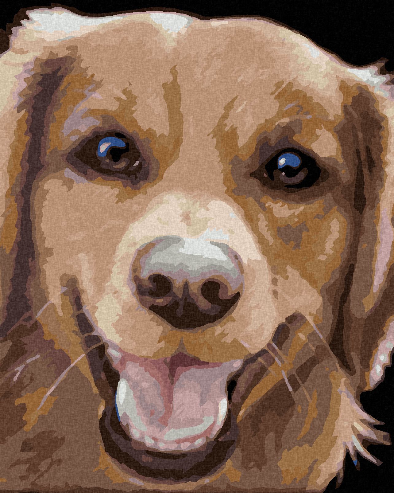 zuty Malování podle čísel - ZLATÝ RETRÍVR (MYROSLAVA VOLOSCHUK) - Rozměr: 40x50 cm, Rámování: Varianta: vypnuté plátno na rám - obrázek 1