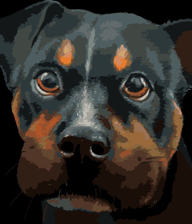 zuty Malování podle čísel - ROTVAJLER (MYROSLAVA VOLOSCHUK) - Rozměr: 40x50 cm, Rámování: Varianta: vypnuté plátno na rám - obrázek 6