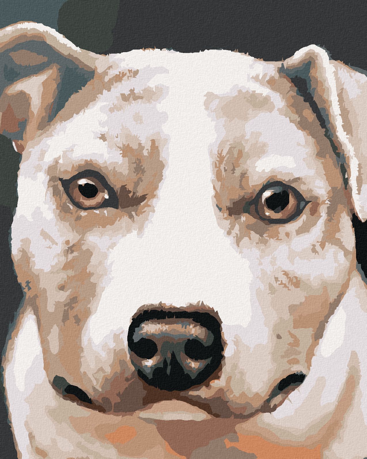 zuty Malování podle čísel - PIT BULL (MYROSLAVA VOLOSCHUK) - Rozměr: 40x50 cm, Rámování: Varianta: vypnuté plátno na rám - obrázek 1