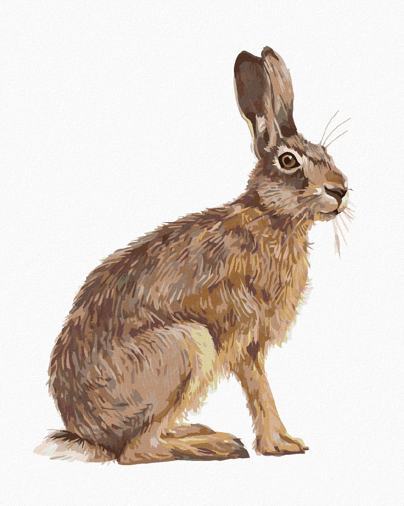 zuty Malování podle čísel - SEDÍCÍ ZAJÍC - Rozměr: 40x50 cm, Rámování: Varianta: vypnuté plátno na rám - obrázek 1
