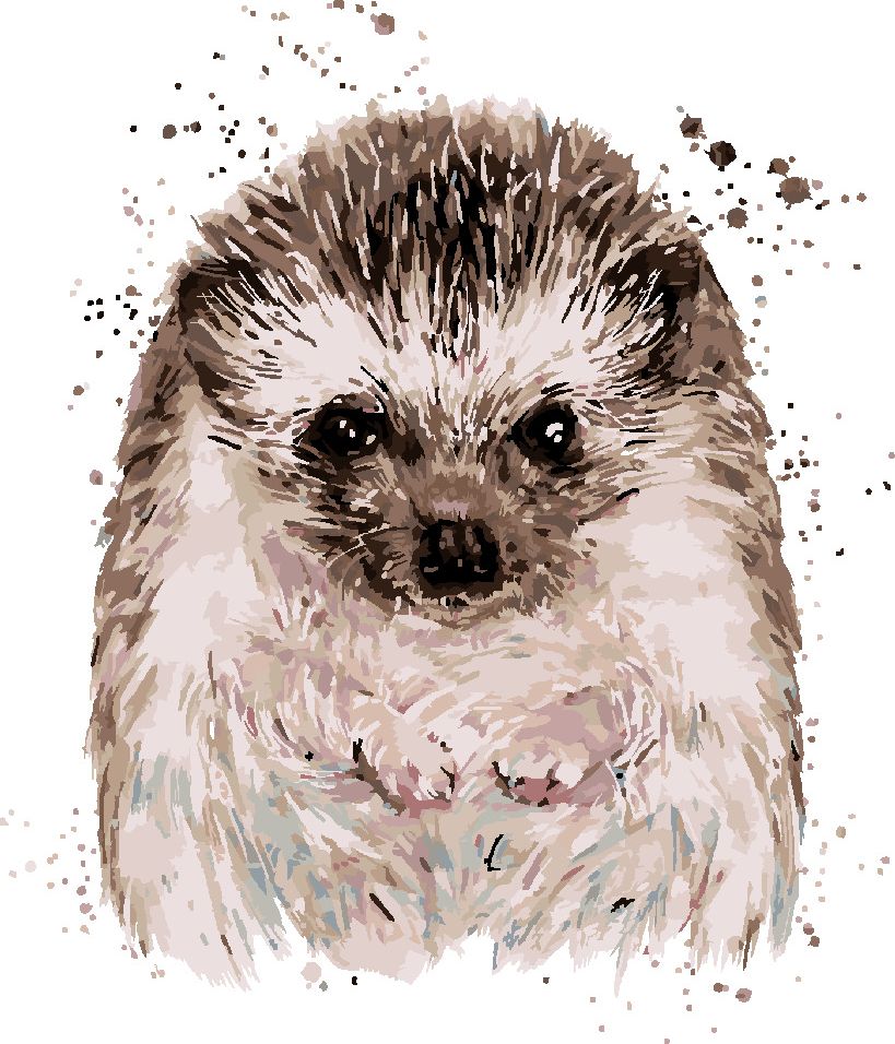 zuty Malování podle čísel - JEŽEK S BÍLÝM POZADÍM - Rozměr: 40x50 cm, Rámování: Varianta: bez rámu a bez vypnutí plátna - obrázek 8