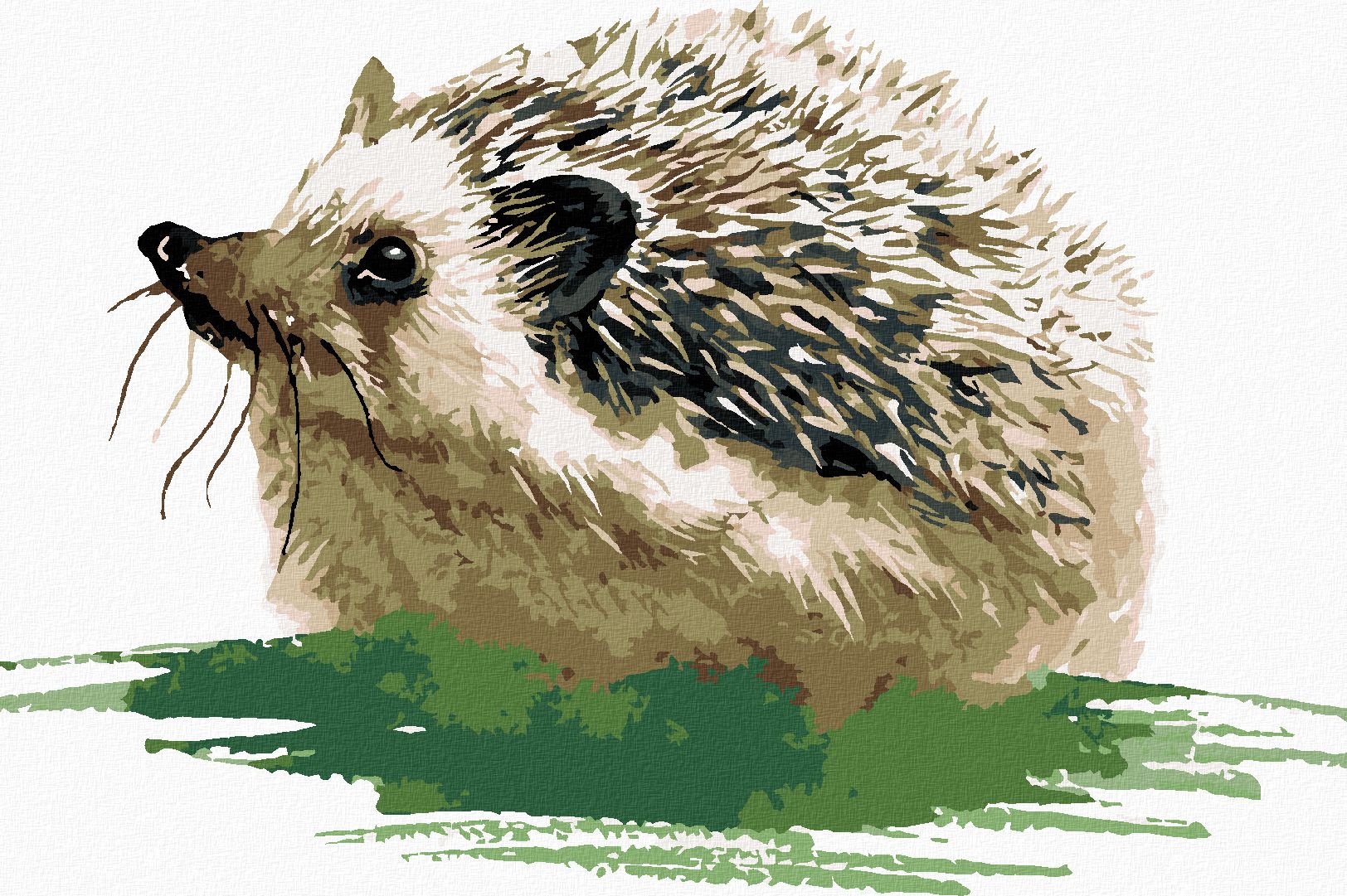 zuty Malování podle čísel - JEŽEK NA TRÁVĚ - Rozměr: 40x50 cm, Rámování: Varianta: bez rámu a bez vypnutí plátna - obrázek 1