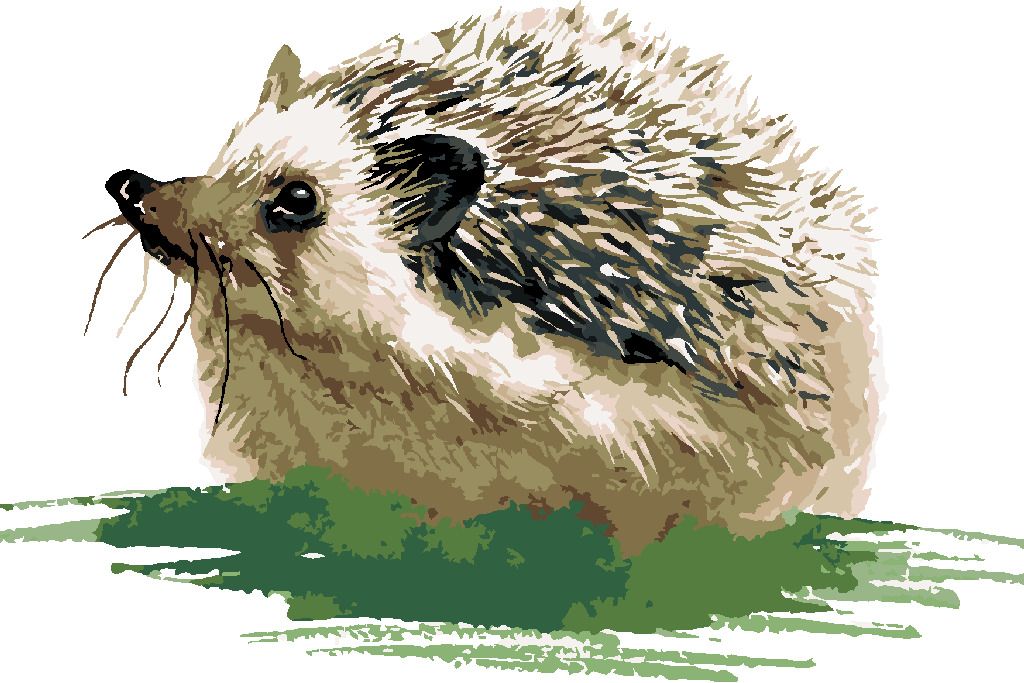 zuty Malování podle čísel - JEŽEK NA TRÁVĚ - Rozměr: 40x50 cm, Rámování: Varianta: bez rámu a bez vypnutí plátna - obrázek 5