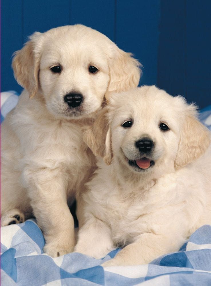 Ravensburger Puzzle 500 dílků Golden Retriever - obrázek 1