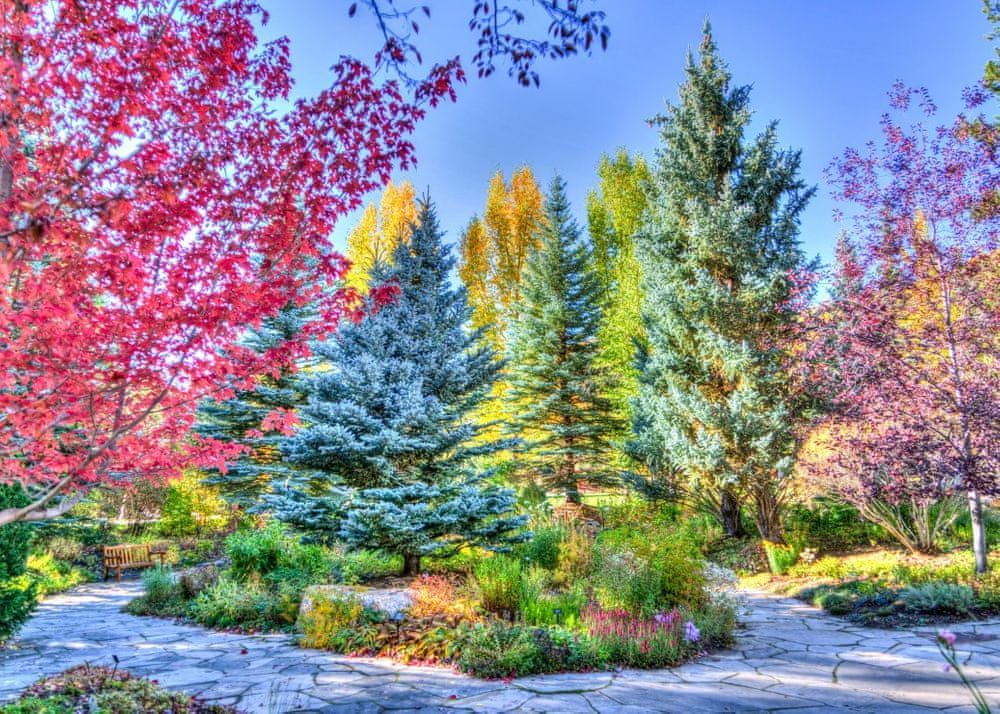 Grafika Puzzle 500 dílků Colorful Forest, Colorado, USA - obrázek 1