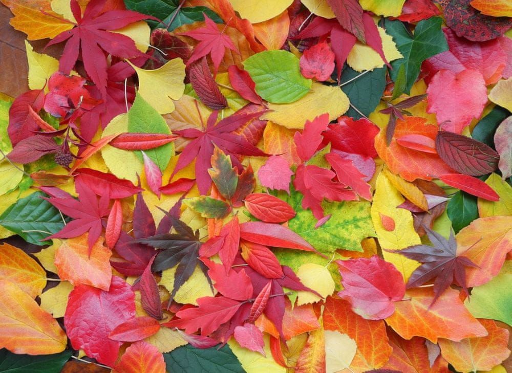 Grafika Puzzle 300 dílků Autumn Leaves - obrázek 1