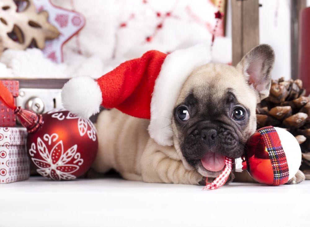 Grafika Puzzle 300 dílků Christmas Puppy - obrázek 1