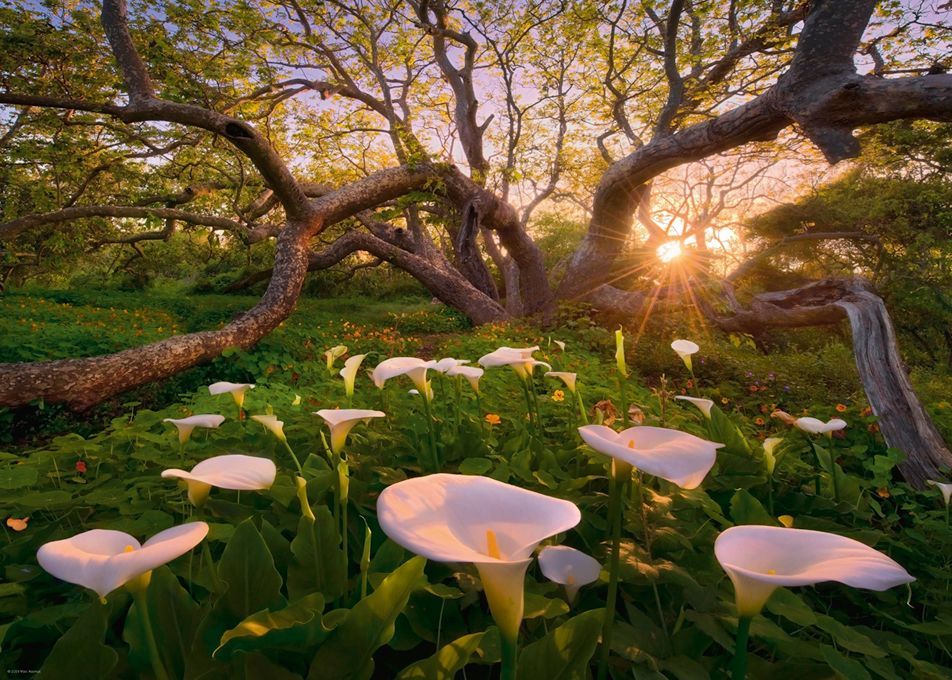 Heye Puzzle 1000 dílků Marc Adamus - Calla Clearing - obrázek 1