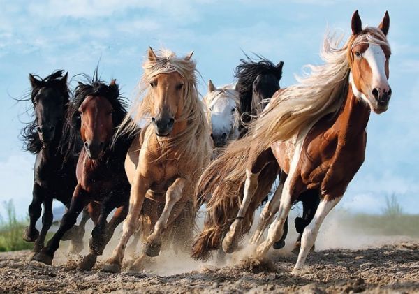 Trefl The galloping horses - obrázek 1