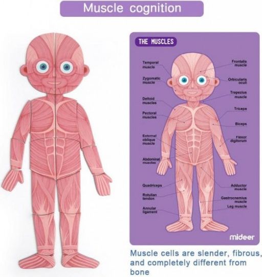 MIDEER Magnetická tabulka Moje tělo - obrázek 3