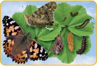 Velké naučné pěnové puzzle - motýl - obrázek 1