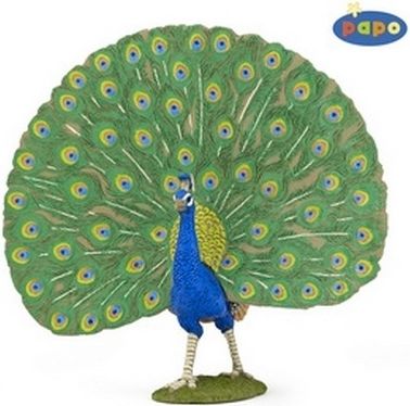 Páv - obrázek 1
