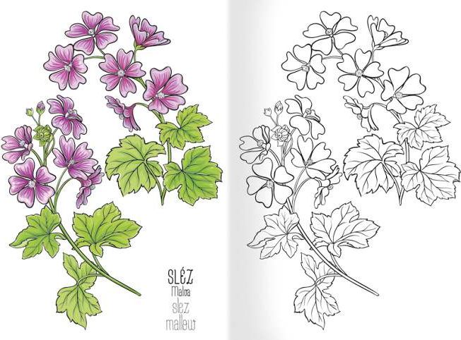 Omalovánka A5 - Herbář I. - obrázek 2