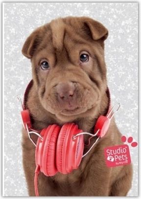 STUDIO PETS záznamník třpytivý linka - obrázek 1