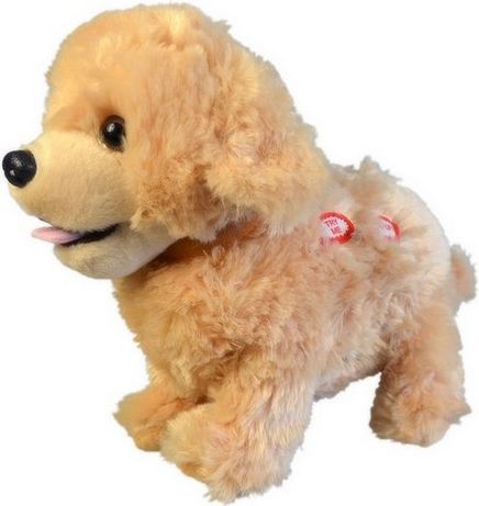 Made Ťapka Golden retriever Rozumí hlasovým příkazům - obrázek 2