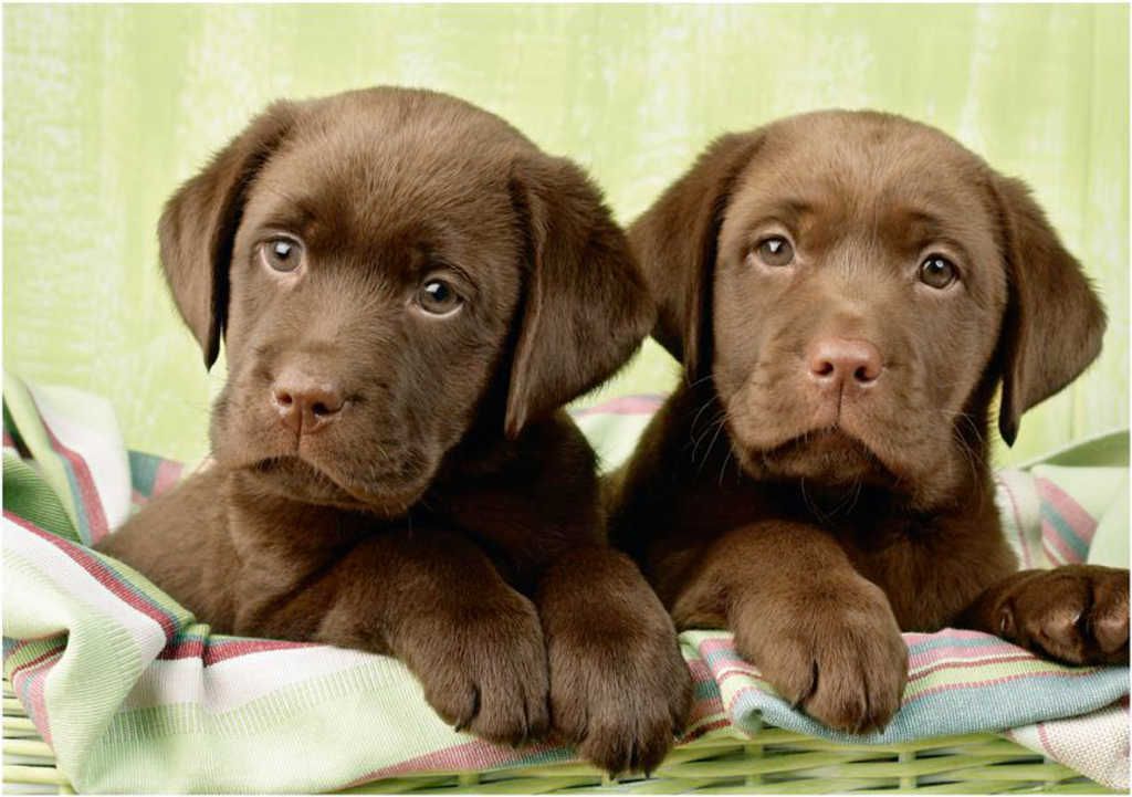 LABRADOŘI 500 Puzzle - obrázek 2
