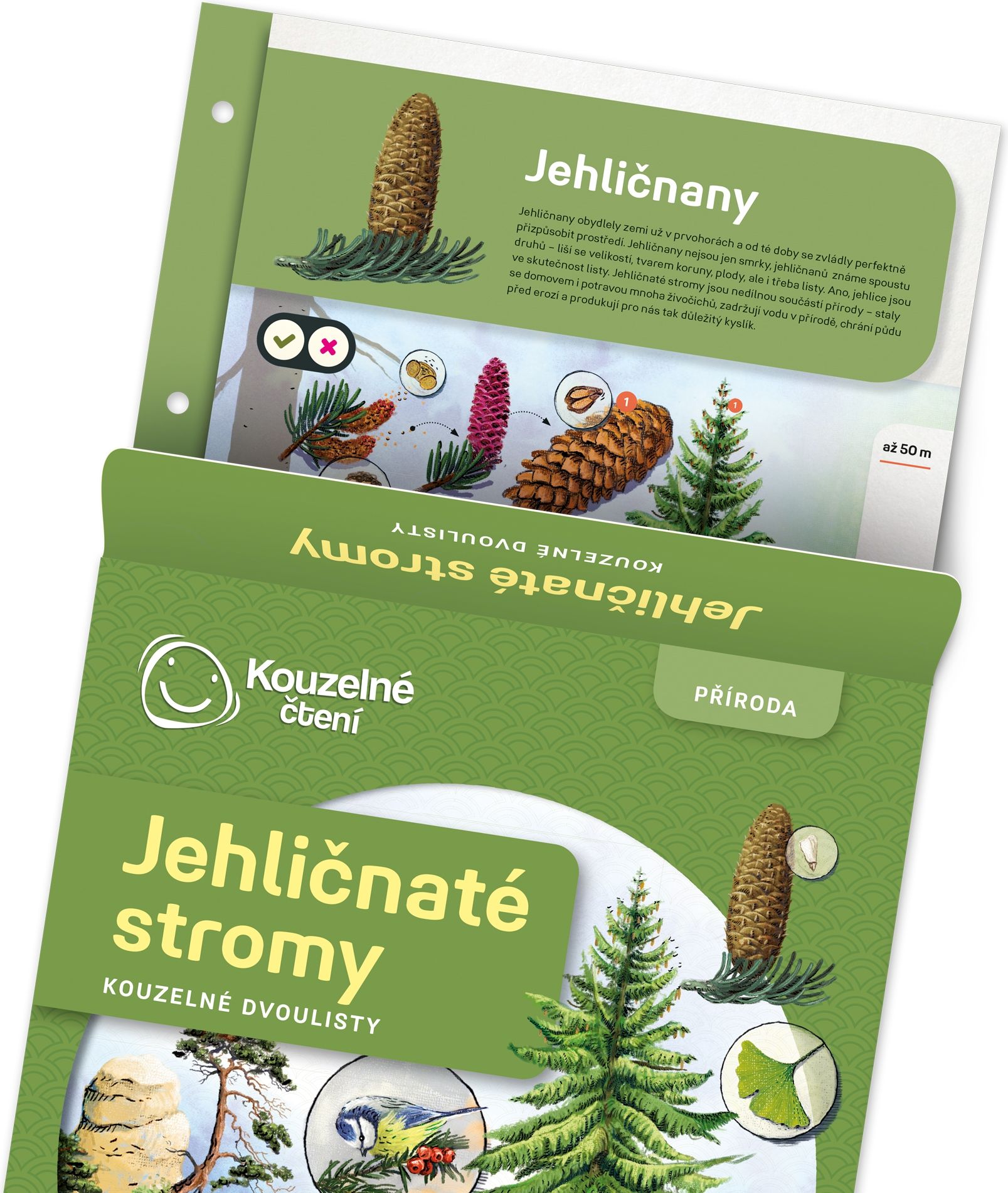 LOLA BABY ALBI KČ Dvoulist Jehličnaté stromy - obrázek 3