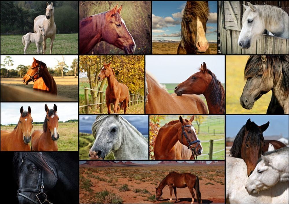 Grafika Puzzle 1000 dílků Collage - Horses - obrázek 1