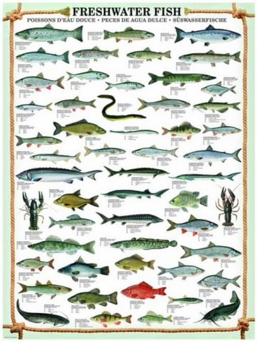 EuroGraphics Puzzle 1000 dílků Fishes - obrázek 1