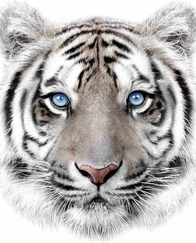 JERRY FABRICS Plyšová deka bílý tygr Polyester, 120/150 cm - obrázek 1