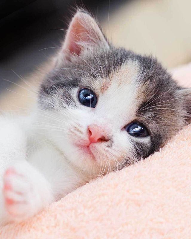 JERRY FABRICS Plyšová deka kočka Kitten Polyester, 120/150 cm - obrázek 1