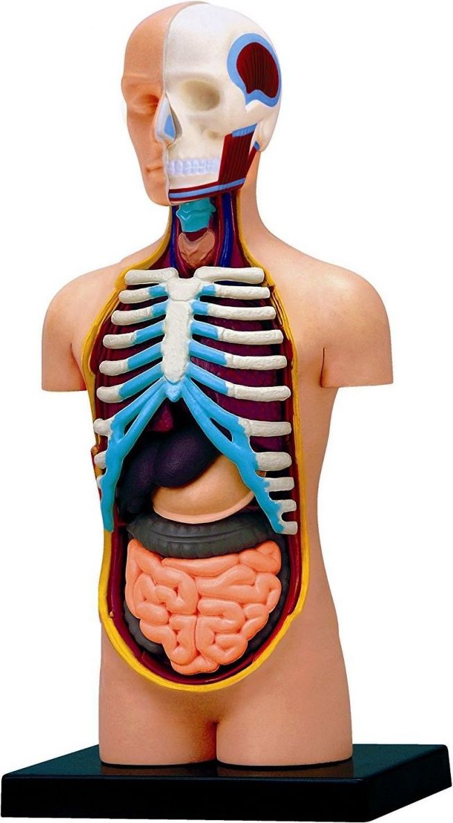 Anatomie člověka - trup - obrázek 1