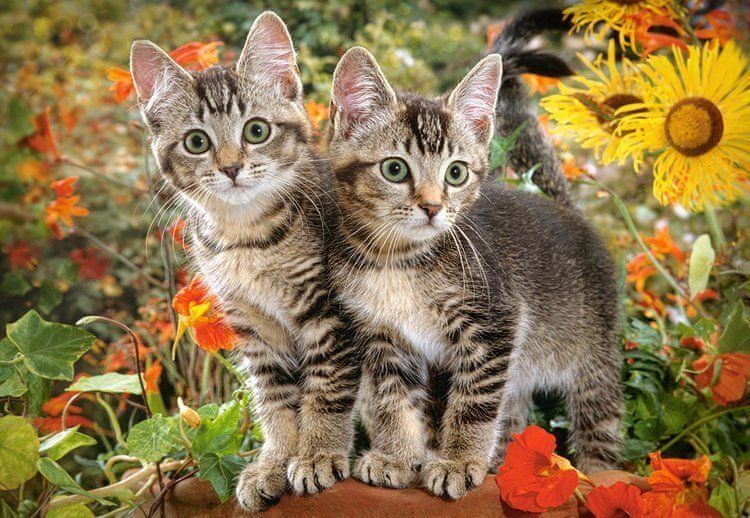 Castorland Puzzle Kočičí přátelé 1500 dílků - obrázek 1