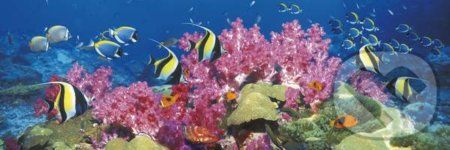 Korálový útes - Clementoni - obrázek 1