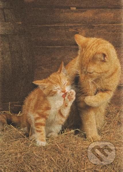 Ginger Cats - Clementoni - obrázek 1