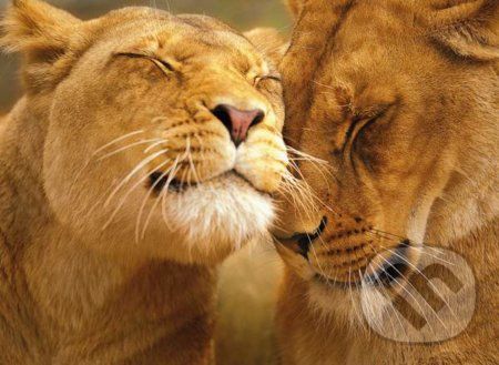 Loving Lions - Clementoni - obrázek 1