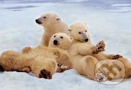 Polar Bears - Educa - obrázek 1
