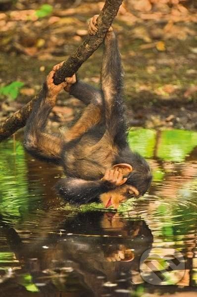 Chimpanzee infant - Clementoni - obrázek 1