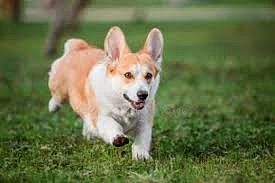 Lamps Solární pes Corgi na stůl - obrázek 5