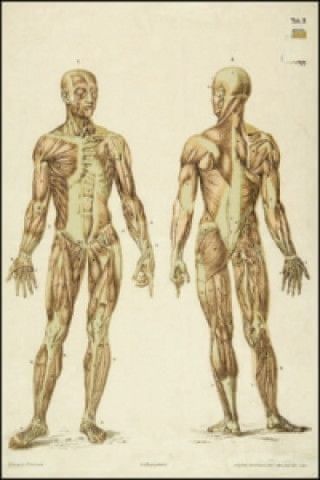 Tělo mezi medicínou a disciplínou - obrázek 1
