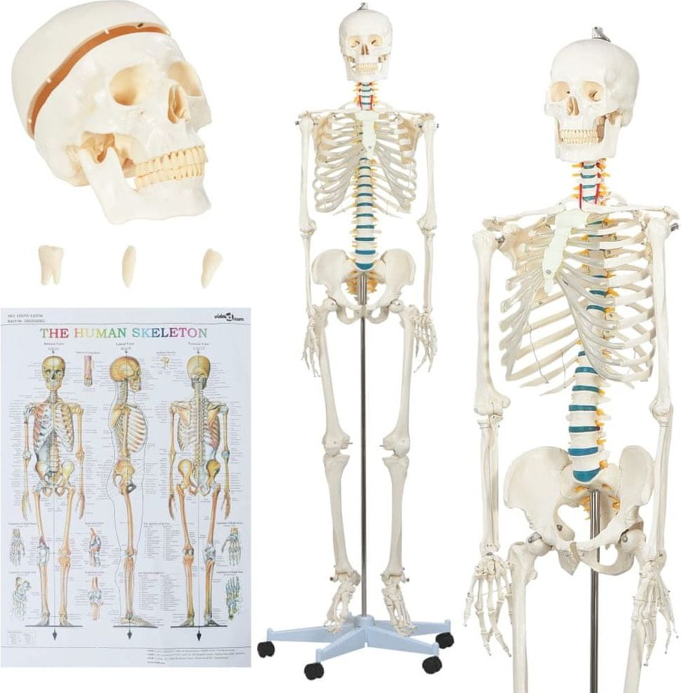 shumee Anatomický model lidské kostry výukový s plakátem 181 cm - obrázek 1