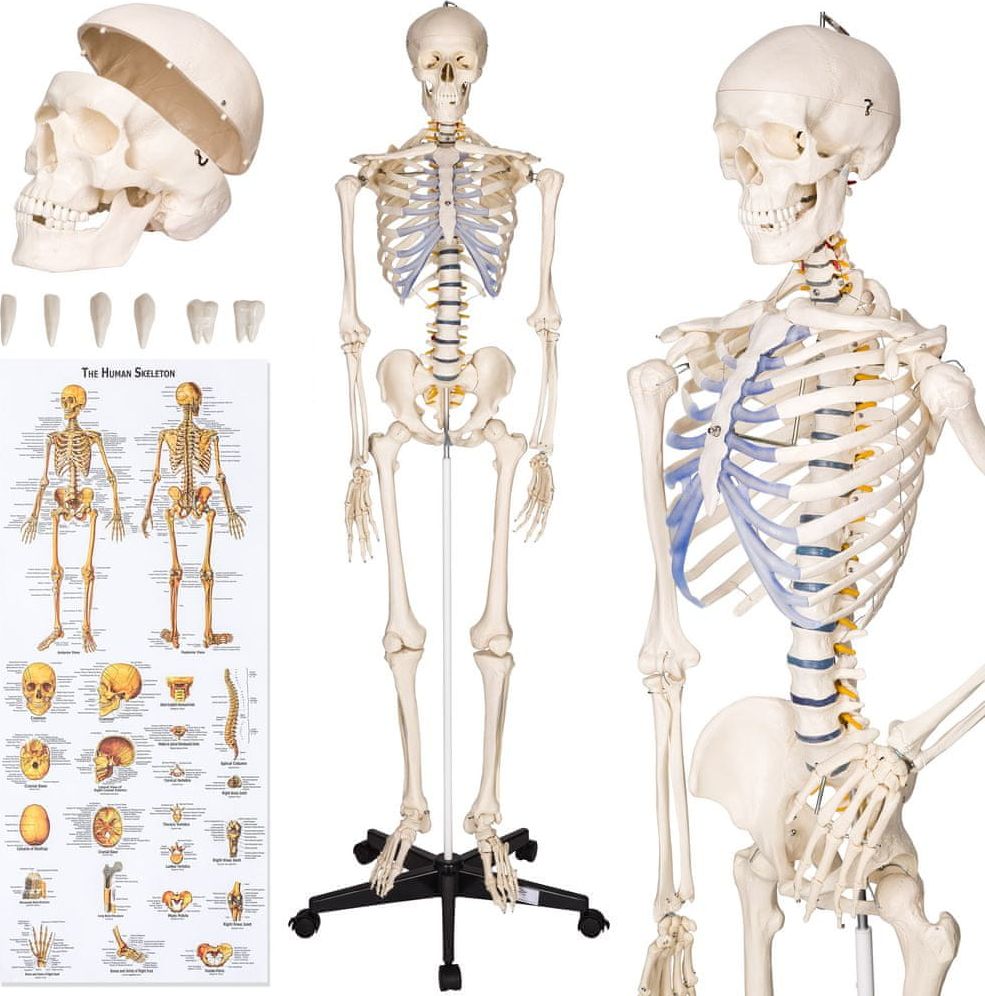 tectake Anatomický model lidská kostra 180 cm - bílá - obrázek 1