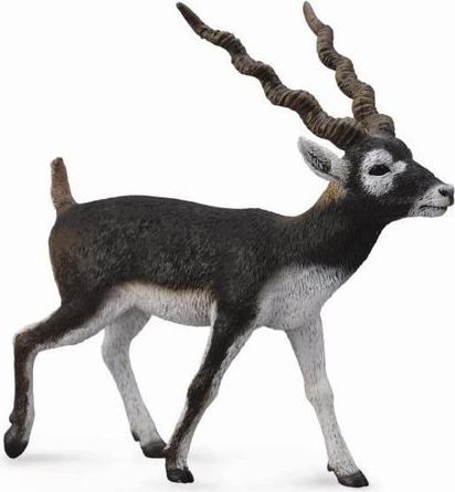 Antilopa jelení - obrázek 1