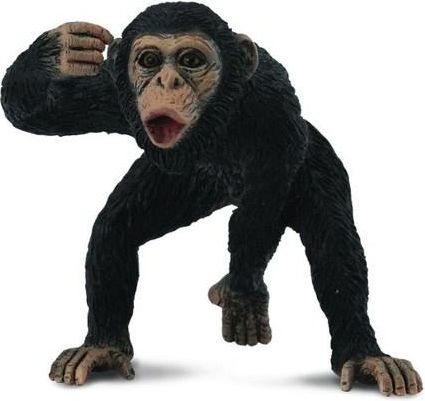 Šimpanz - obrázek 1