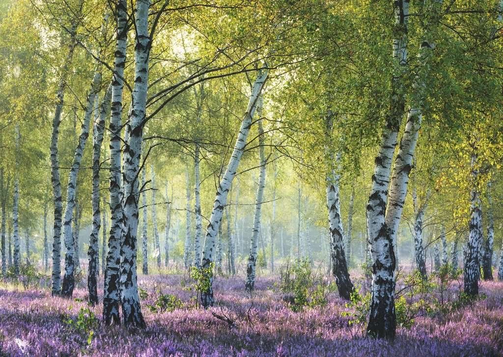 RAVENSBURGER Puzzle Březový les Birkenwald, Francie 1000 dílků - obrázek 1