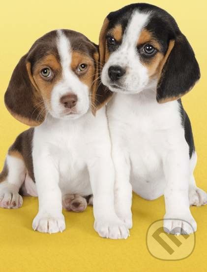 Nice beagles - Clementoni - obrázek 1