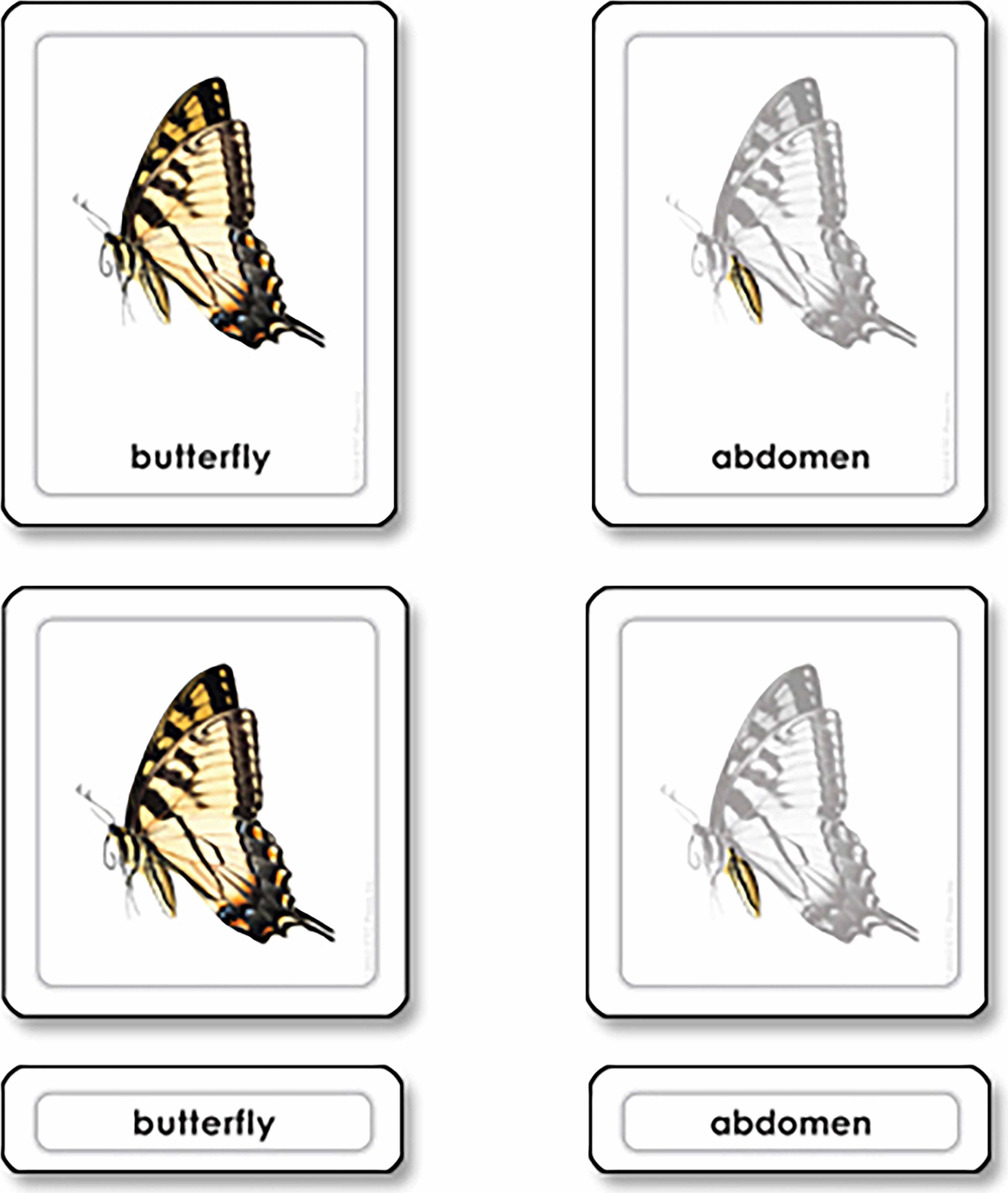 Nienhuis Části motýla (hmyz) - obrázek 1