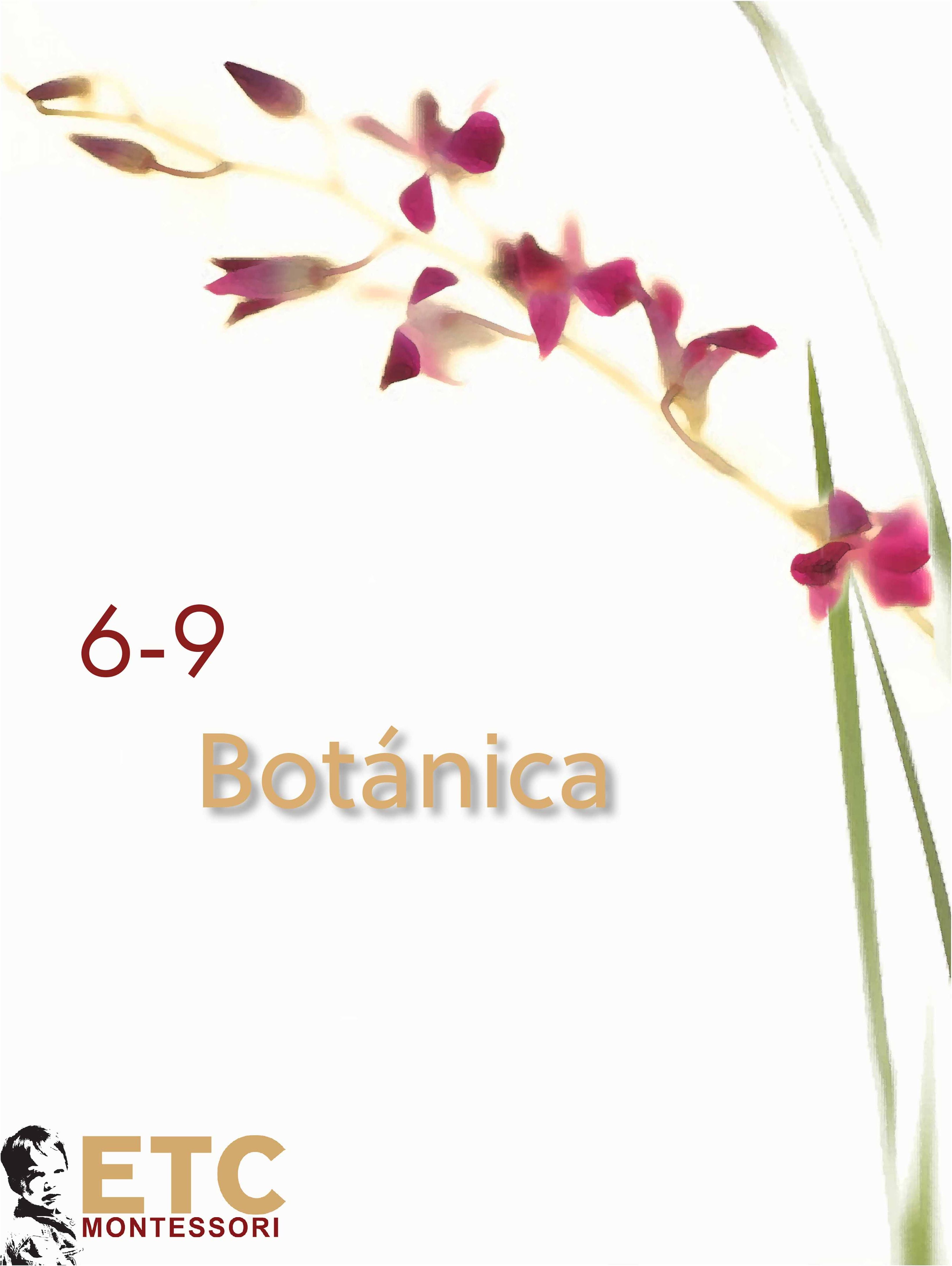 Nienhuis Montessori Lower Elementary Botany Nomenclature - obrázek 1