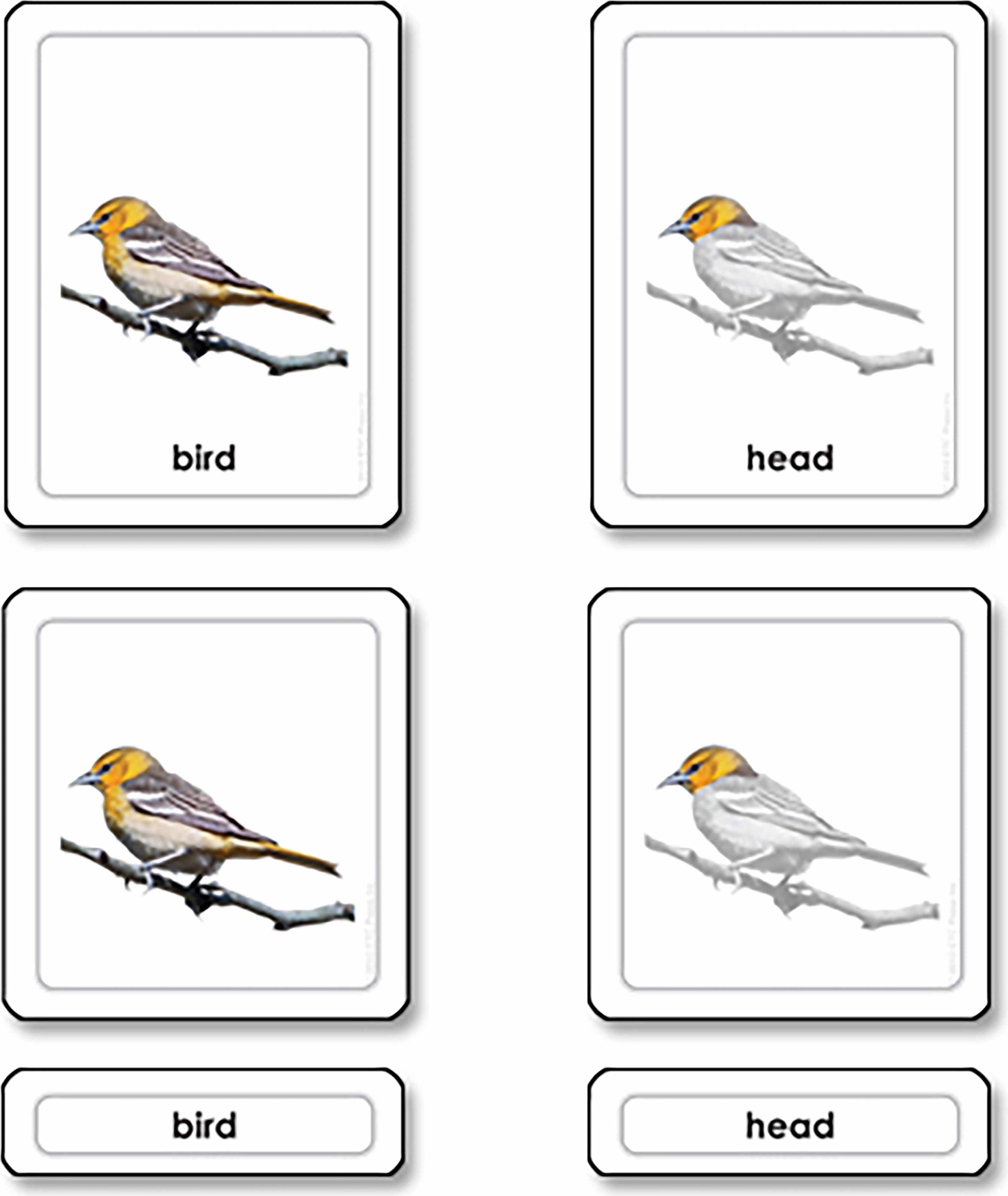 Nienhuis Třísložkové karty - Pták, části - obrázek 1