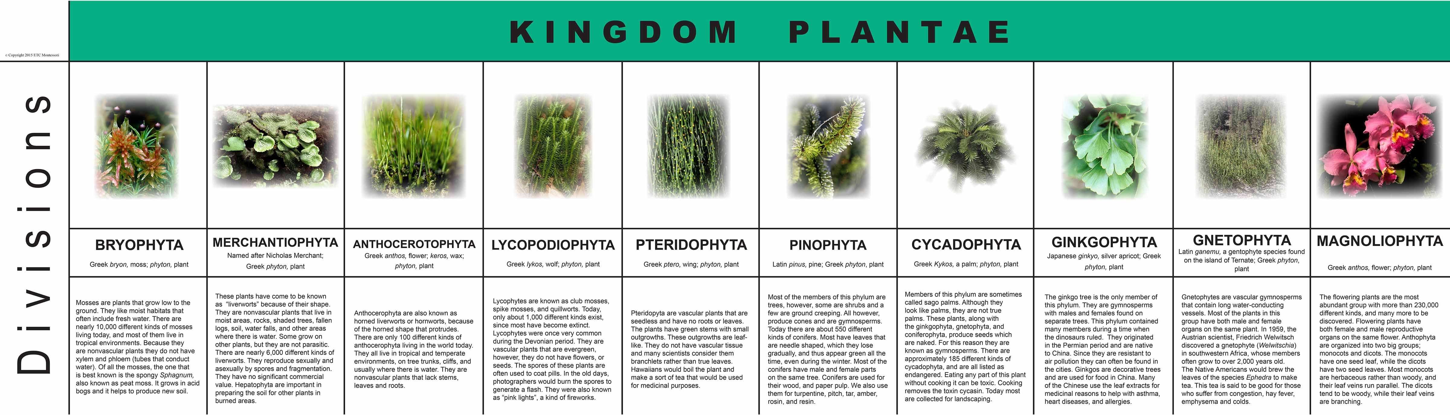 Nienhuis Montessori Plant Kingdom Charts - obrázek 1