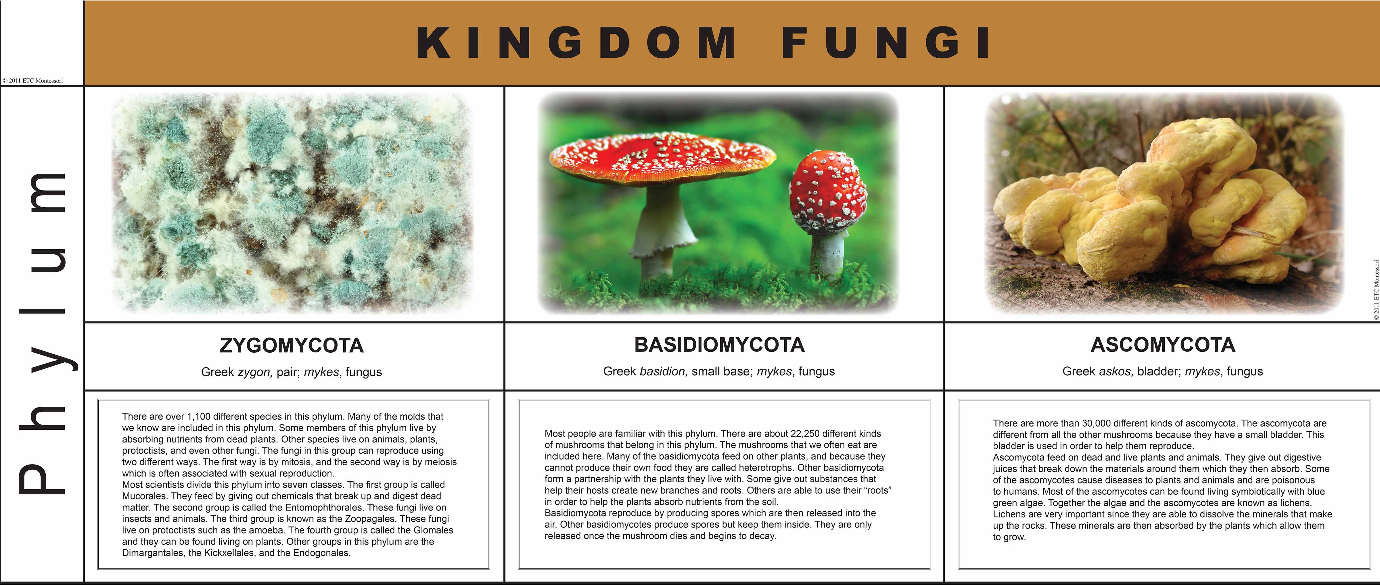 Nienhuis Montessori Fungi Kingdom Charts - obrázek 1